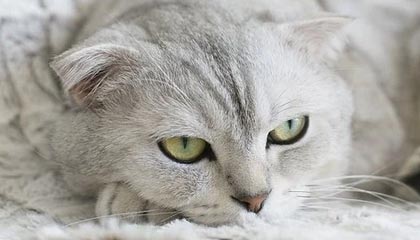 MK体育官网-体育电竞网——让激情与竞技零距离